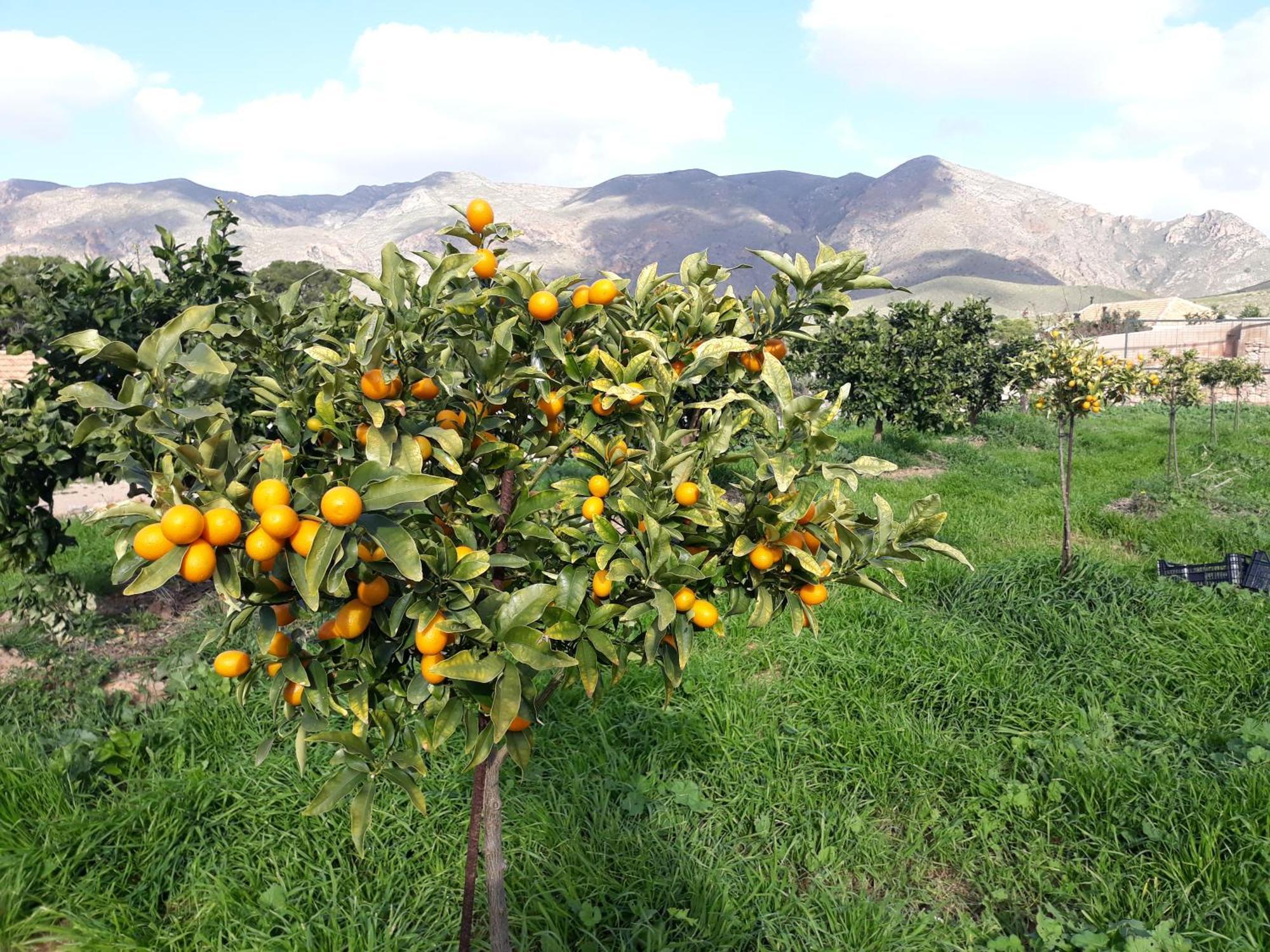 Ecoturismo Cabo Tinoso Landhaus Murcia